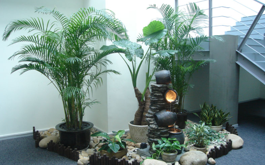 室内净化空气的植物有哪些 室内植物盆栽介绍